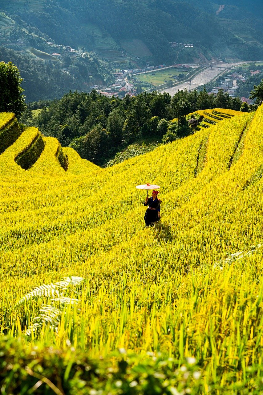 mountains, plateau, step, field, people, rice, countryside, nature, outdoors, agriculture